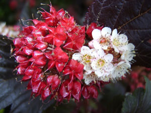 Obraz Physocarpus